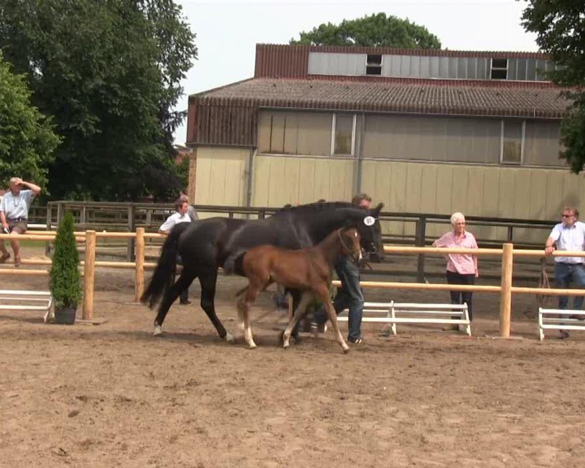 dressage horse Hengst von Fürstenball (Westphalian, 2013, from Fürstenball)