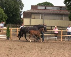 Pferd Hengst von Fürstenball (Westfale, 2013, von Fürstenball)