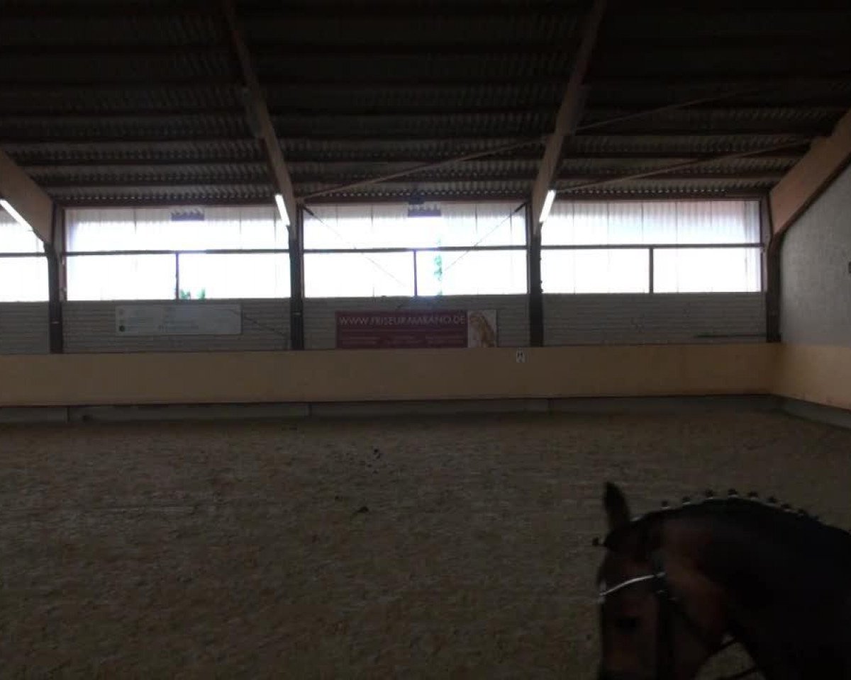 Dressurpferd Petite Pia (Westfale, 2009, von Potential)