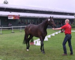 dressage horse Romina (Westphalian, 2010, from Rock Forever NRW)