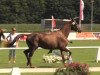 broodmare Beautiful Queen B (Westphalian, 2010, from Belissimo NRW)