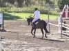 dressage horse Zafic (KWPN (Royal Dutch Sporthorse), 2004, from Pacific)