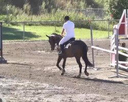 dressage horse Zafic (KWPN (Royal Dutch Sporthorse), 2004, from Pacific)