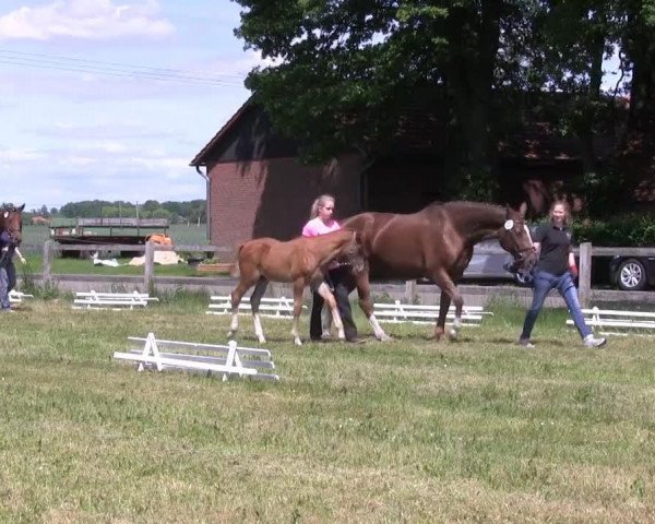 dressage horse Stute von Zonik (Westphalian, 2013, from Zonik)