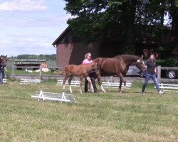 Dressurpferd Stute von Zonik (Westfale, 2013, von Zonik)