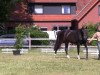 dressage horse Soraja (Westphalian, 2010, from Soliman)