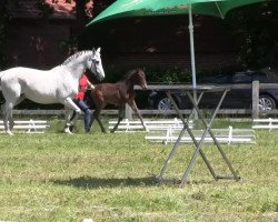 Springpferd Cool Jumper On Fire (Westfale, 2013, von Hh Copin van de Broy)