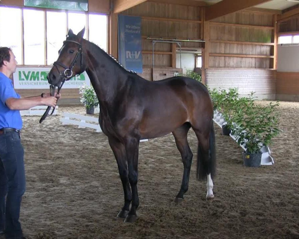 dressage horse Frau Holle 16 (Westphalian, 2010, from Florenciano 6)