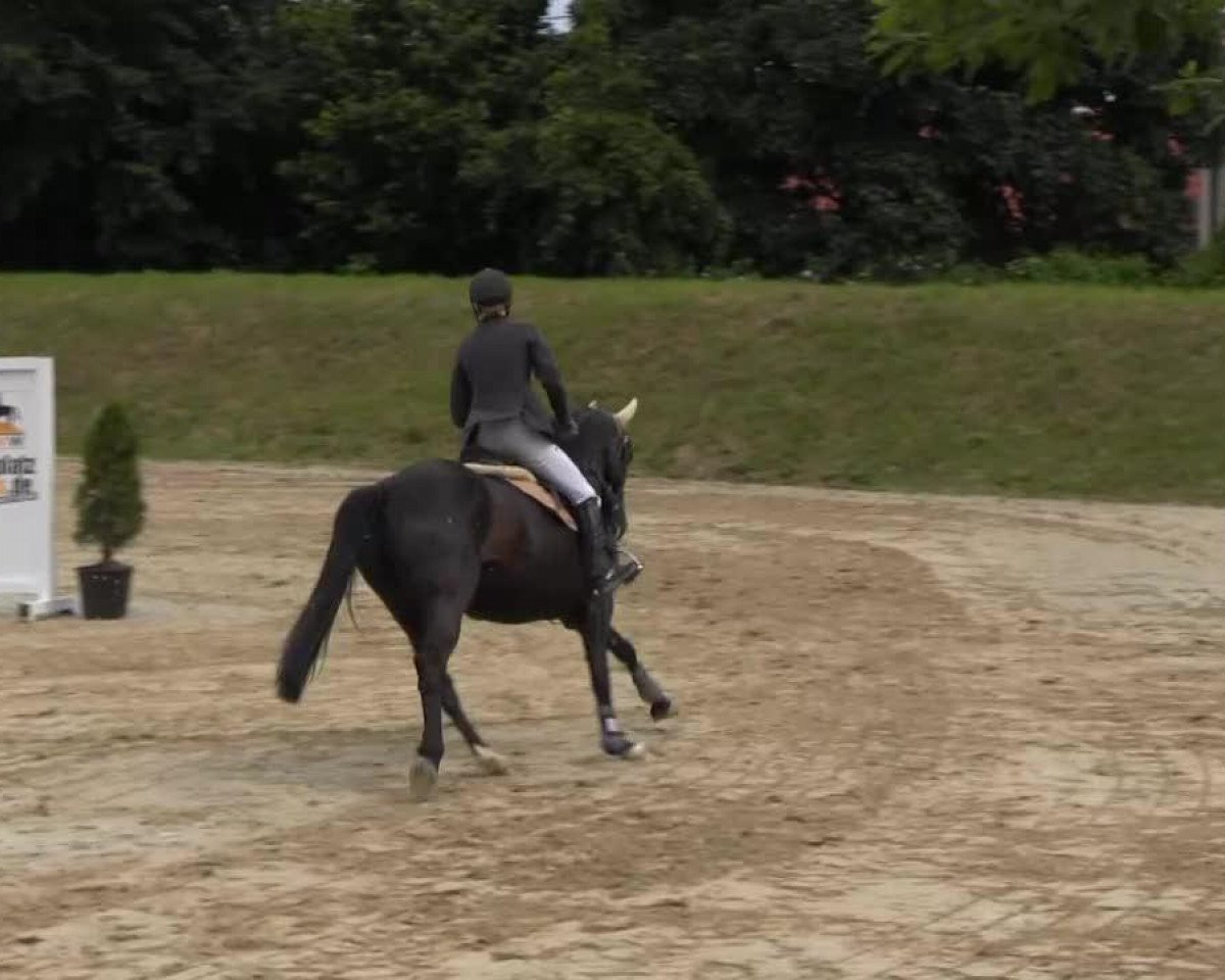 broodmare Silvia 65 (Hanoverian, 2006, from Silvio I)