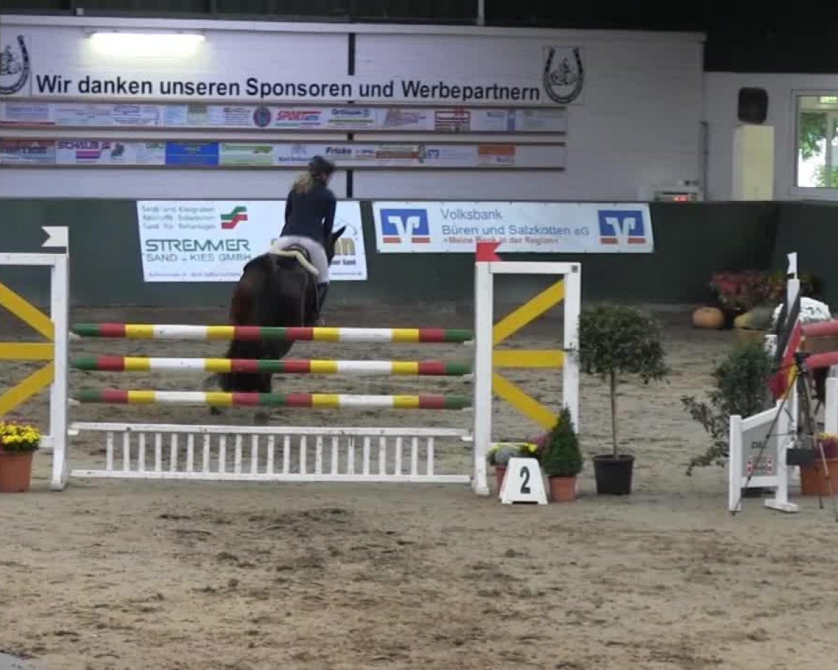 Springpferd Claudio 23 (KWPN (Niederländisches Warmblut), 2007, von Namelus R)