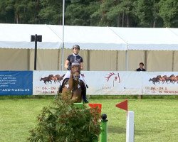 jumper Quick as Lightning (Oldenburg show jumper, 2008, from Quintender 2)