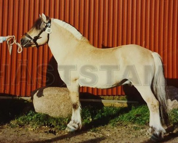 stallion Peer Gynt 36 SWE (Fjord Horse, 1966, from Valder 25 SWE)