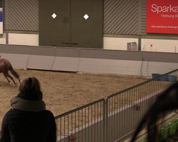 Reitturnier Luhmühlen 2020
