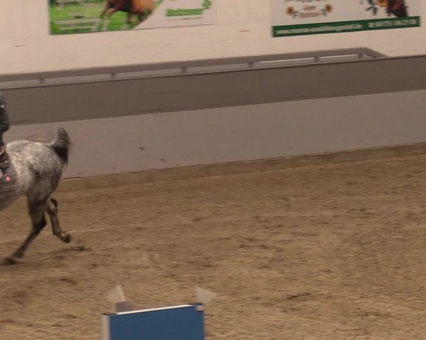 Reitturnier Luhmühlen 2020