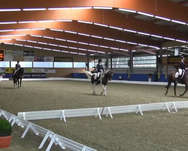 dressage horse Bruno Brunelli 2 (Dutch Warmblood, 2006, from Sijbrand)