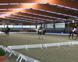 dressage horse Bruno Brunelli 2 (KWPN (Royal Dutch Sporthorse), 2006, from Sijbrand)