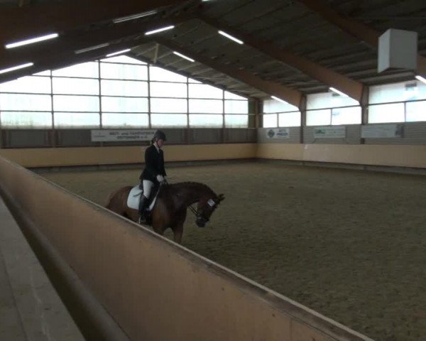 dressage horse Bonny M 4 (Westphalian, 2008)
