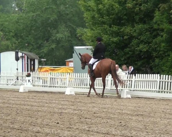 dressage horse Sternchen 326 (unknown, 1995)