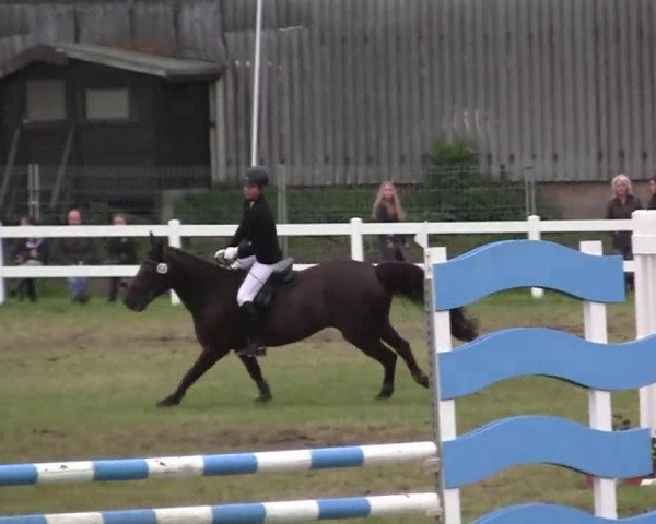 jumper Tabasco 91 (German Riding Pony, 1999, from Hove's Tabaluga)