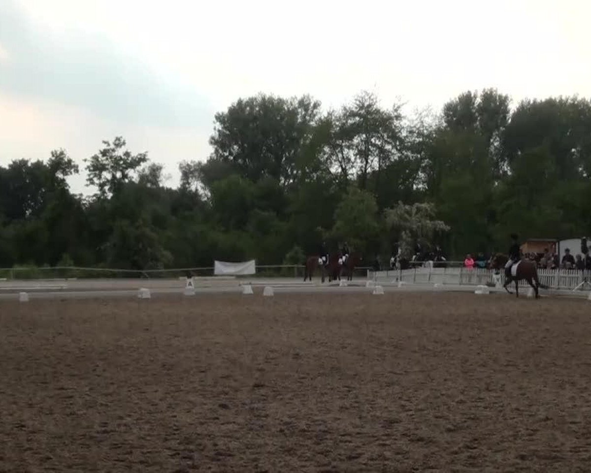 Dressurpferd Stella Alpera (Haflinger, 2004, von Stüber)