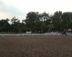 dressage horse Stella Alpera (Haflinger, 2004, from Stüber)