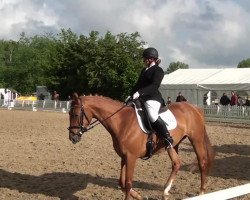 jumper Escrow (Hanoverian, 2006, from Escouflair)