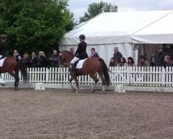 Springpferd Montesol 2 (Deutsches Reitpony, 2006, von Marquis AA)