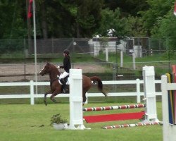 dressage horse Femke 15 (KWPN (Royal Dutch Sporthorse), 2005)