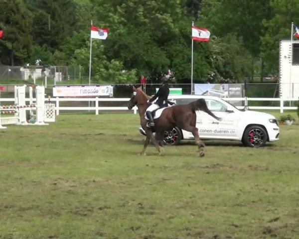 horse Paula 181 (KWPN (Royal Dutch Sporthorse), 1997, from Fortissimo)
