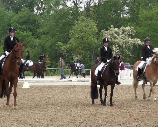 dressage horse Mistel 13 (Haflinger, 2000, from Maiko)