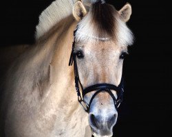 broodmare Tornhøjs Jasmin (Fjord Horse, 2015, from Mosegårdens Ivanhoe)