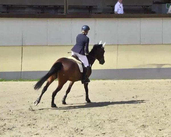 Springpferd Cayenne 195 (Belgisches Warmblut, 2008, von Cracky Z II)