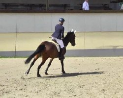 jumper Cayenne 195 (Belgian Warmblood, 2008, from Cracky Z II)