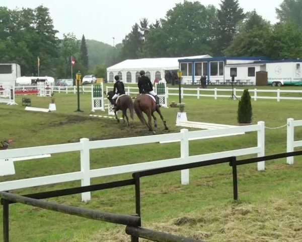 jumper Grand Geste 6 (Hanoverian, 2008, from Garant)