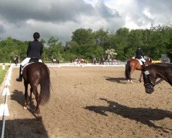 dressage horse Brigadier 9 (Rhinelander, 2008, from Beltoni)