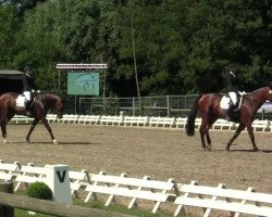 dressage horse Roi du Soleil Vg (Rhinelander, 2008, from Rock Forever NRW)