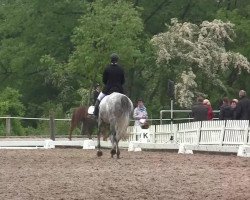 Pferd Wild White Dancer (Rheinländer, 2007, von Weltmeyer)