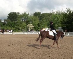 dressage horse Enrico 335 (Rhinelander, 2008, from Erasmus)