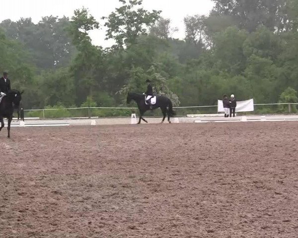 dressage horse Sunny Success (Rhinelander, 2009)