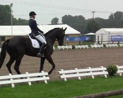 dressage horse Dahlia (Rhinelander, 2009, from Damon Hill)