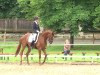 dressage horse Dancing Darling (Hanoverian, 2008, from Dancier)