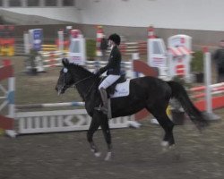 dressage horse Paul (Hanoverian, 1994, from Picard)