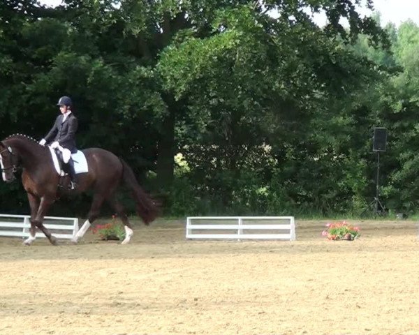 dressage horse Fine-Time (Rhinelander, 2009, from Fifty Cent)