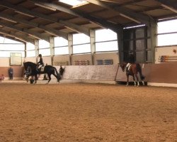 dressage horse Stella Rossa (Hanoverian, 2009, from San Amour I)