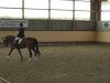 dressage horse Rascalina della luna 2 (German Warmblood, 2009, from Riccio)