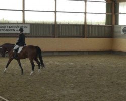 dressage horse Rascalina della luna 2 (German Warmblood, 2009, from Riccio)