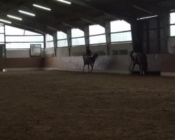 dressage horse Jambalaya 3 (German Riding Pony, 2009)