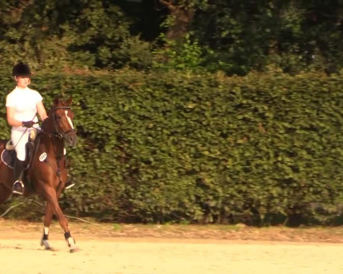 jumper Trever 2 (German Riding Pony, 2009, from Top Balino)
