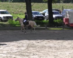 Springpferd Zeus 163 (Deutsches Reitpony, 2009, von Top Zento)