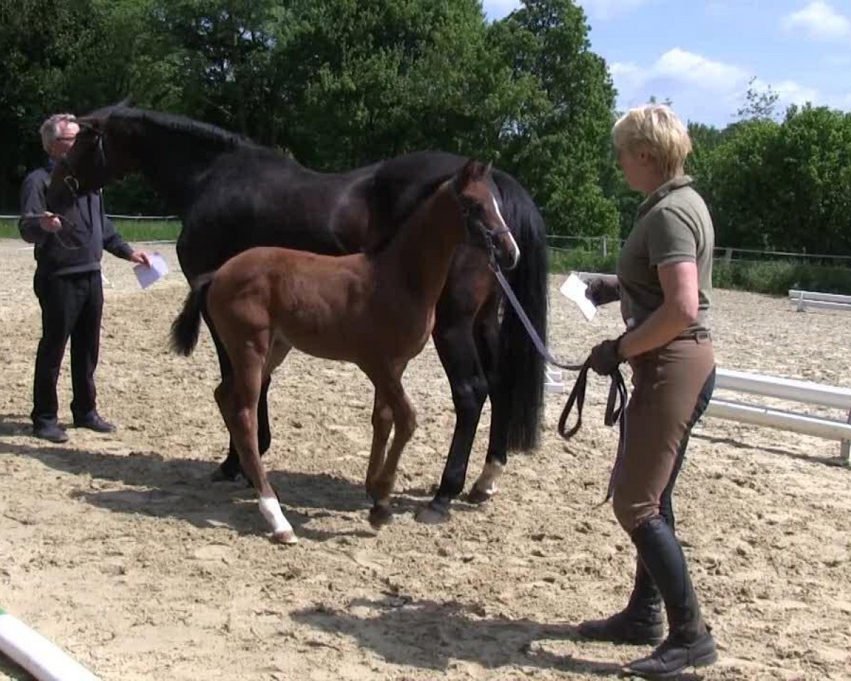 Springpferd Cross Over J (Westfale, 2013, von Captain Jack 44)